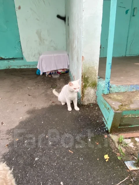 �����. ����
