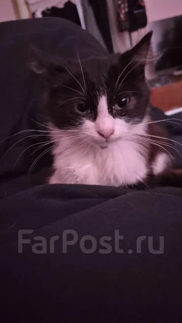 ������� ��������� ����