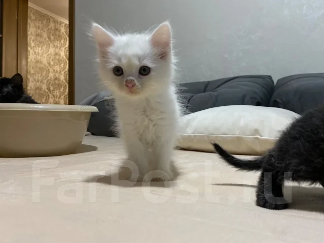 ������ ����