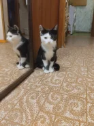 �����. ����