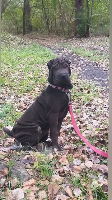 ������. ����