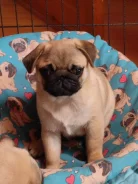 ����. ����
