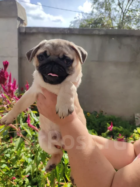 ����. ����