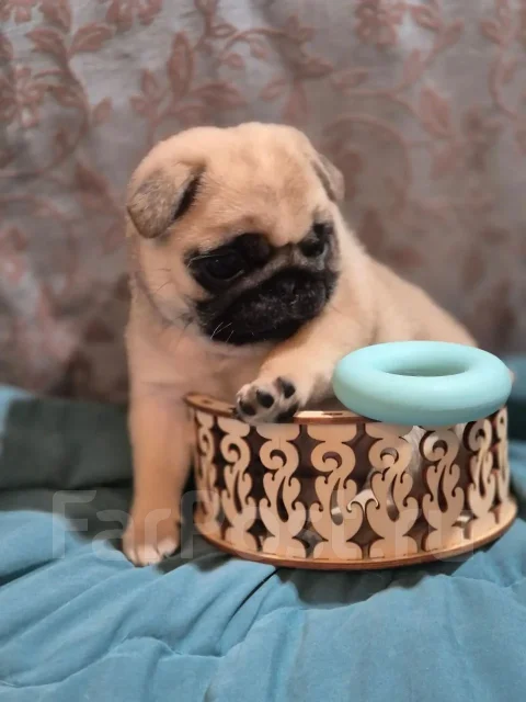 ����. ����