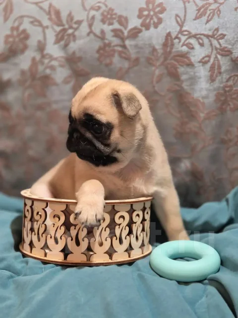 ����. ����
