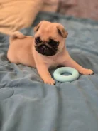����. ����