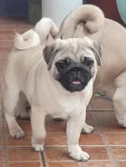 ����. ����
