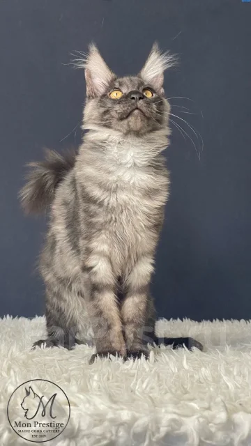 ����-���. ����