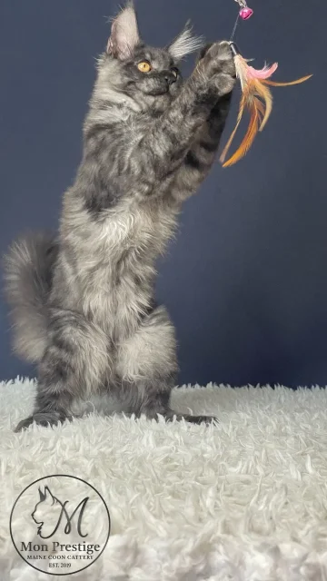����-���. ����