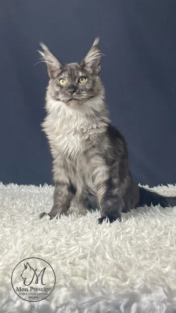����-���. ����