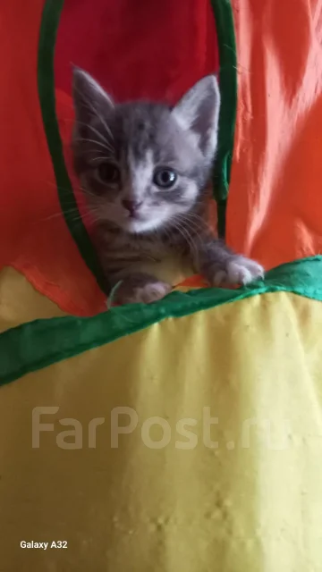 �����. ����