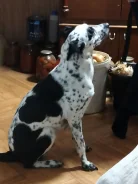 ����� ������ ����