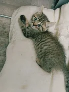 �����. ����