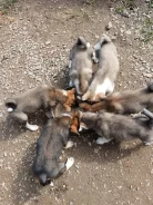 ���������������� �����. ����