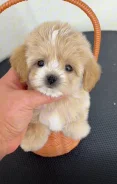 ��������. ����