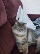 �����. ����