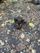 �����. ����