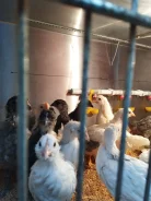 ����. ����