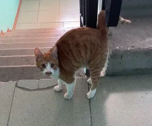 �����. ����