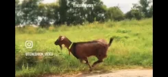 ����. ����