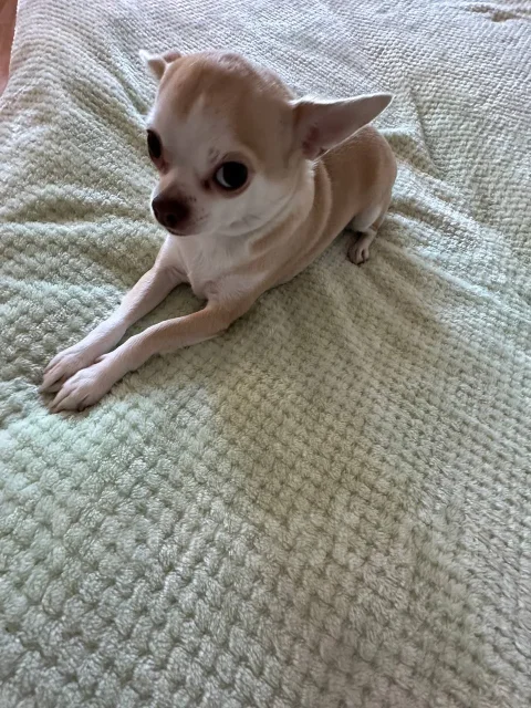 ��������. ����