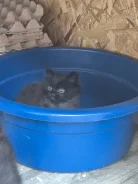 ����������� �����. ����