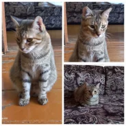 �����. ����