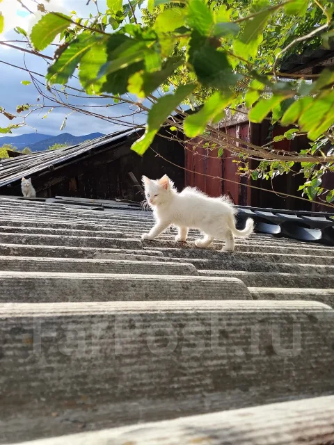 �����. ����