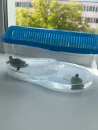 ��������. ����