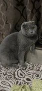 �����. ����