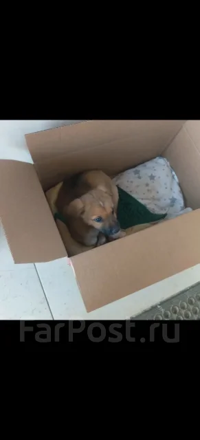 ������. ����