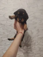 �����. ����