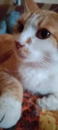�����. ����