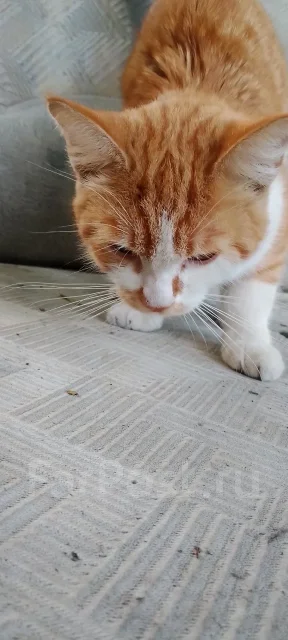 �����. ����