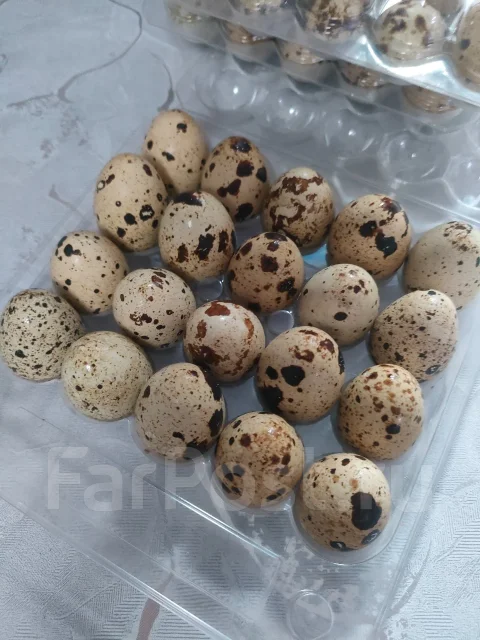 ���� �����������. ����