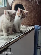 �����. ����