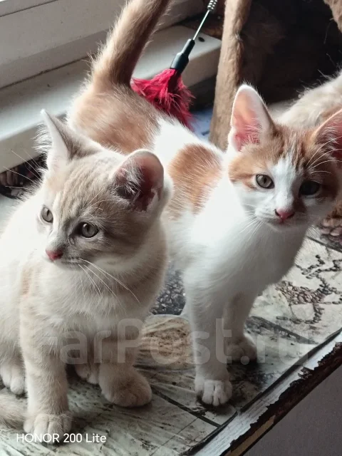 �����. ����