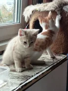 ����������� �����. ��� ����� �� ������� ����