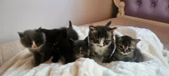 �����. ����
