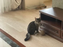 ��-����. ����