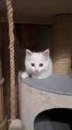 ����������� �����. ����