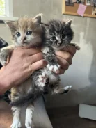 �����. ����