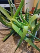����. ����