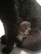 �����. ����