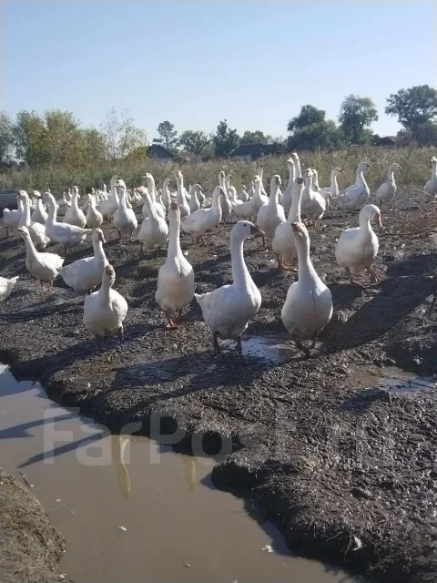 ����. ����