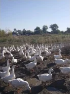 ����. ����