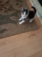 �����. ����