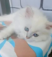 ���������� �������������� �����. ����