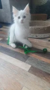 ����-���. ����