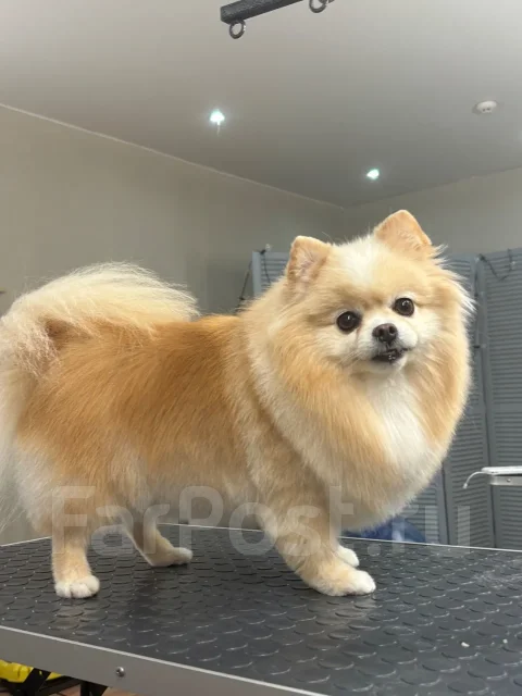 �������. ����